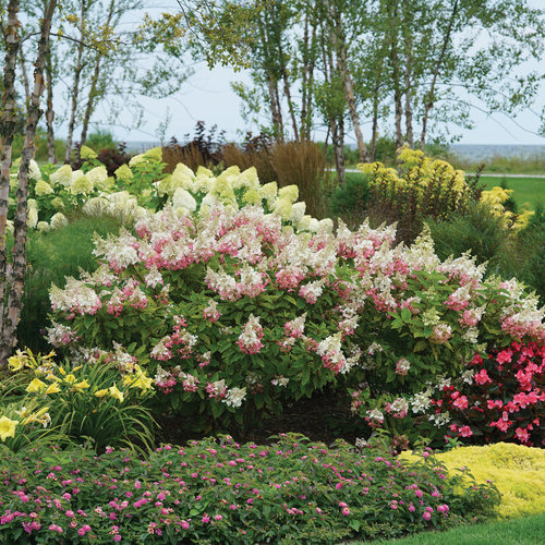 Image of Pinky Winky hydrangea