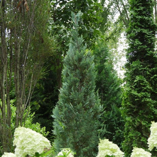 Pinpoint® Blue - False Cypress - Chamaecyparis lawsoniana