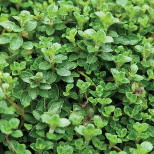 Pizza Night™ - Oregano - Origanum vulgare