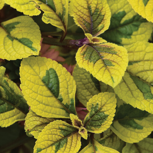 Fancifillers™ Guacamole  - Plectranthus hybrid