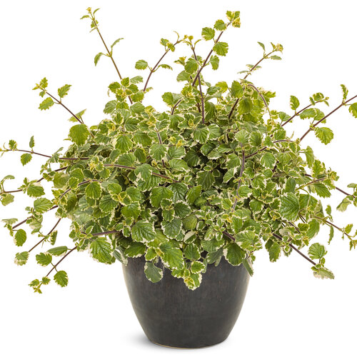 plectranthus_swedish_ivy_mono.jpg