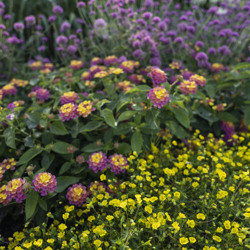 pollinator_gazing_ball_7.jpg