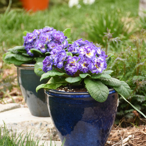 Bouquet Perfect™ 'Blue Ripples' - Primrose - Primula vulgaris