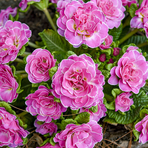 Bouquet Perfect™ 'Rosalina' - Primrose - Primula vulgaris