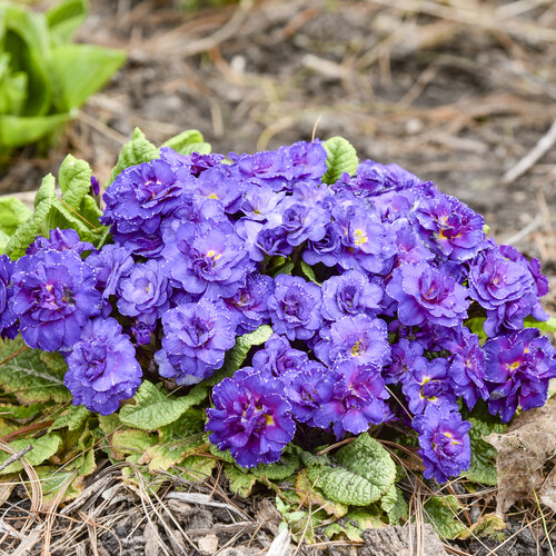 Landscape: Primula Bouquet Perfect Violetta Primrose
