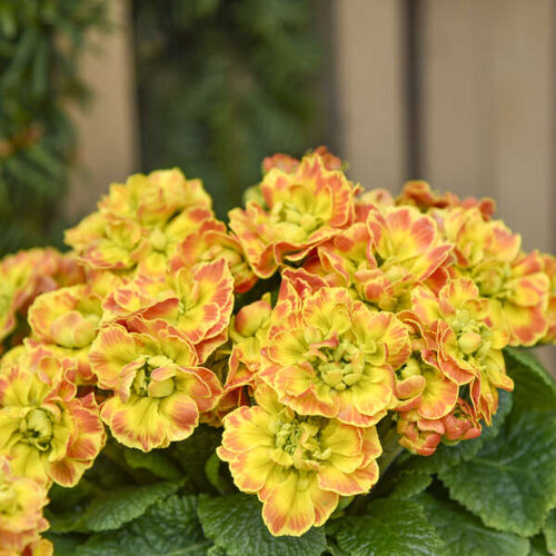 Close-up: Prima Belarina® Carnival - Primrose