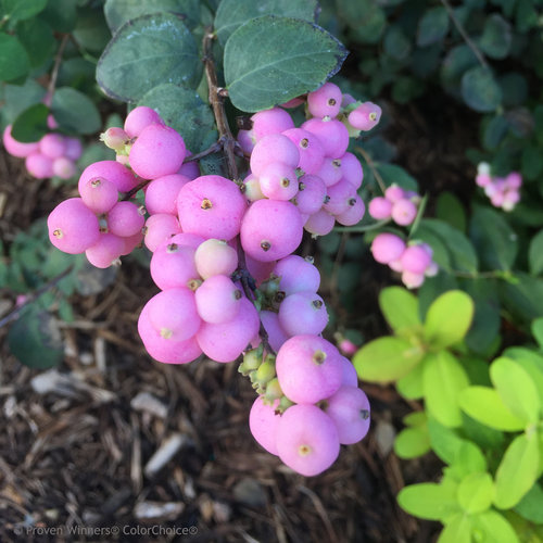 Proud Berry® - Coral Berry - Symphoricarpos sp.
