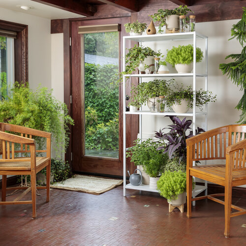 proven_accents_as_house_plants_03.jpg