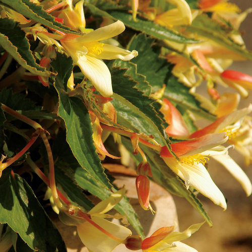 Summerwings® Vanilla - Tuberous Begonia - Begonia hybrid