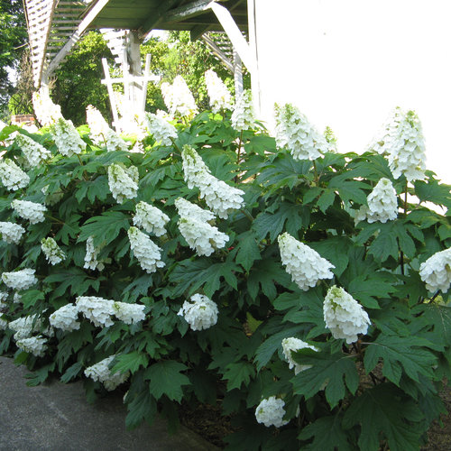 Image of Oakleaf hydrangea shrub