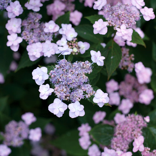 Image of Hydrangea serrata 'Tiny Tuff Stuff' hydrangea