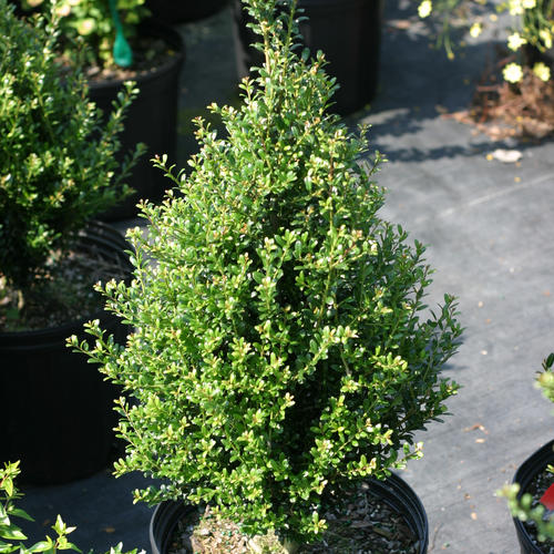 proven_winners_ilex_patti_o_japanese_holly.jpg