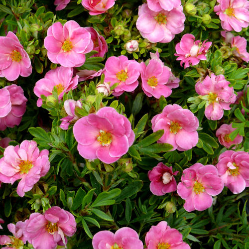 proven_winners_potentilla_happy_face_pink_paradise.jpg