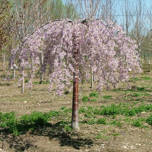 Pink Snow Showers™ - Weeping Cherry - Prunus x