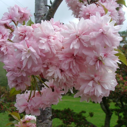 prunus-weeping-extraordinaire-1.jpg