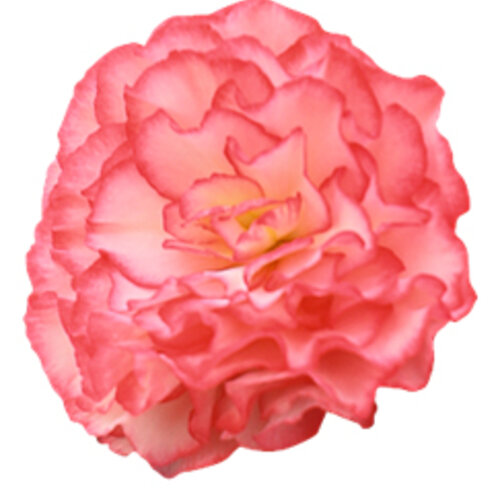Nonstop® Rose Picotee - Tuborous Begonia - Begonia x tuberhybrida