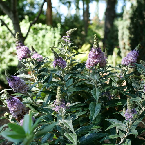 Landscape: A side view of a cool green shrub with plentiful pyramidal purple flowers.