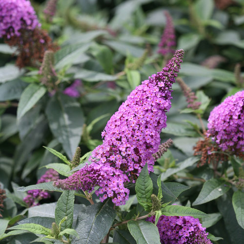 Pugster Periwinkle® - Butterfly Bush - Buddleia x | Proven Winners