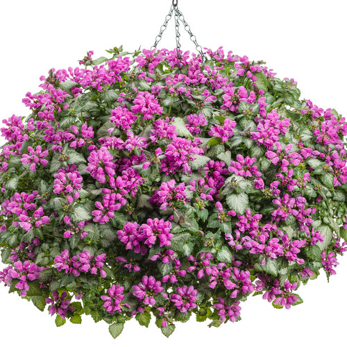 Purple Chablis™ - Dead Nettle - Lamium maculatum