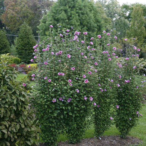 purple_pillar_hibiscus_2.jpg