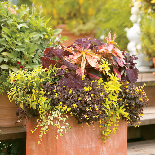 Patio Container: pw-c_06.jpg