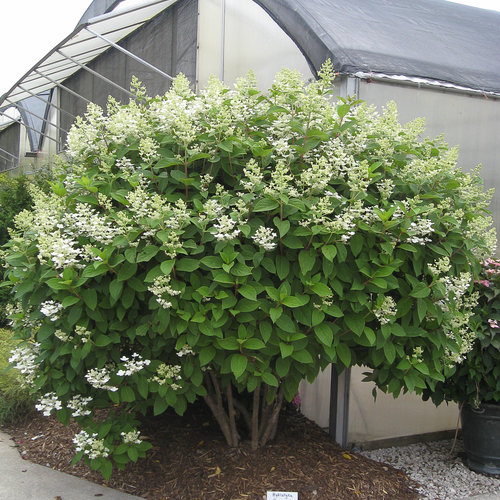 Quick Fire Panicle Hydrangea Hydrangea Paniculata Proven Winners