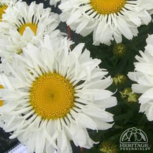 Real Neat - Shasta Daisy - Leucanthemum x superbum