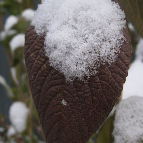 red_balloon_viburnum-056.jpg