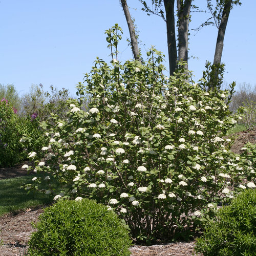 red_balloon_viburnum-5850.jpg