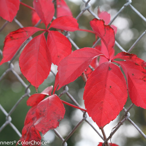 red_wall_parthenocissus-4590.jpg