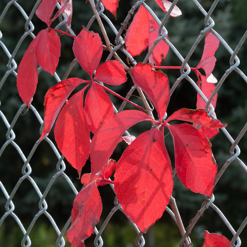 red_wall_parthenocissus-4592.jpg