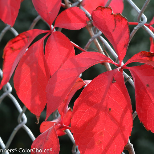 red_wall_parthenocissus-4598.jpg