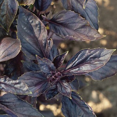 Red Wine Vinegar™ - Basil - Ocimum basilicum