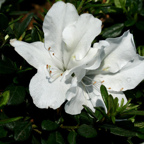 Bloom-A-Thon® White - Reblooming Azalea - Rhododendron x | Proven 