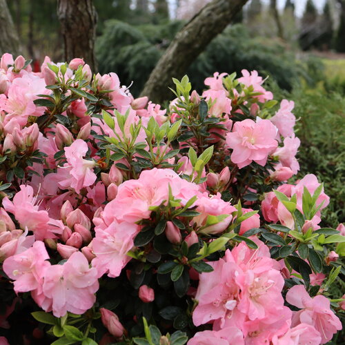 Perfecto Mundo Pink Carpet™ - Reblooming Azalea - Rhododendron x