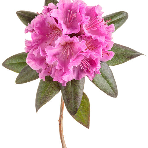rhododendron_black_hat_02-macro.jpg