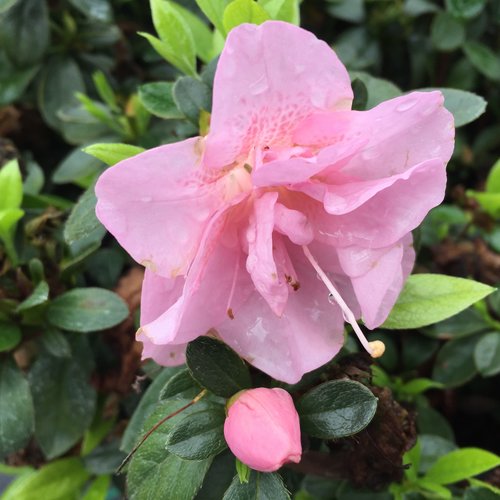 rhododendron_perfecto_mundo_double_pink_2.jpg