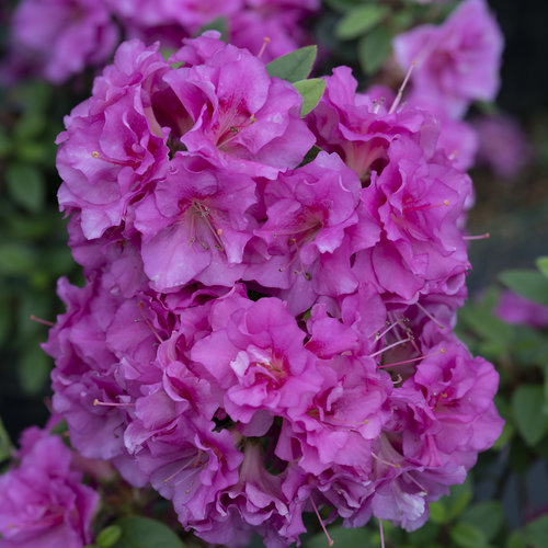 Perfecto Mundo® Double Purple - Reblooming Azalea - Rhododendron x