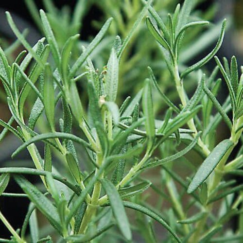 Roasting™ - Rosemary - Rosmarinus officinalis