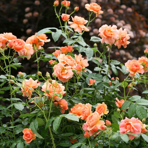 ROSA `AT LAST` Rose Size Container #2 Rose orange flowers Proven Winners 