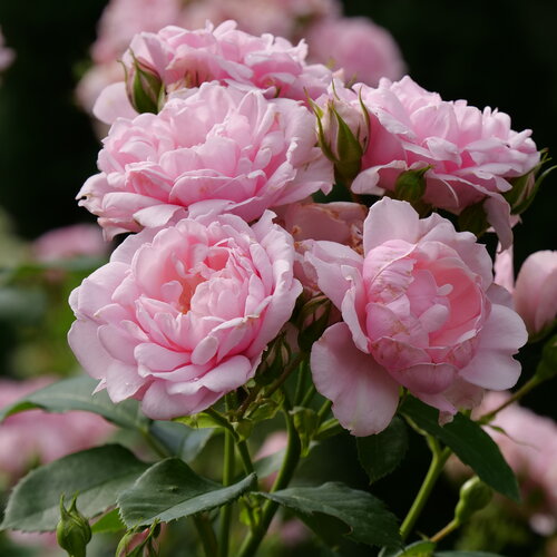 Reminiscent™ Pink - Rose - Rosa x