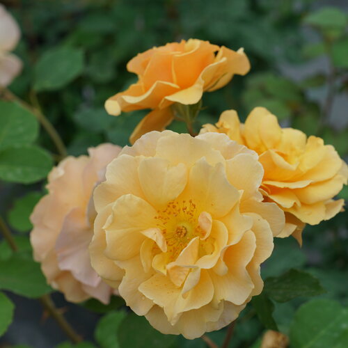 Rise Up Amberness® - Rose - Rosa x
