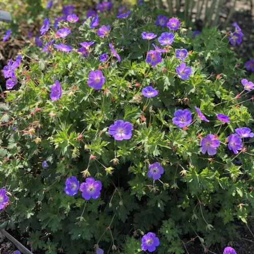 Landscape: 'Rozanne' - Hardy Geranium