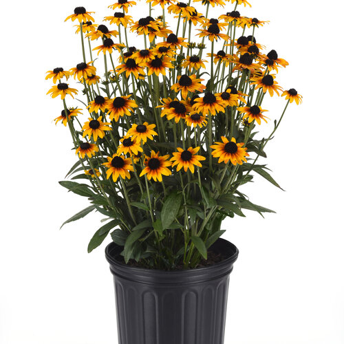 Beauty Shot: Suntacular - Black-Eyed Susan