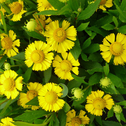 SALUD™ Yellow - Sneeze Weed - Helenium autumnale
