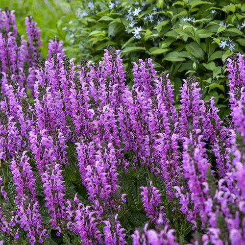 Close-up: Salvia Color Spires Back to the Fuchsia