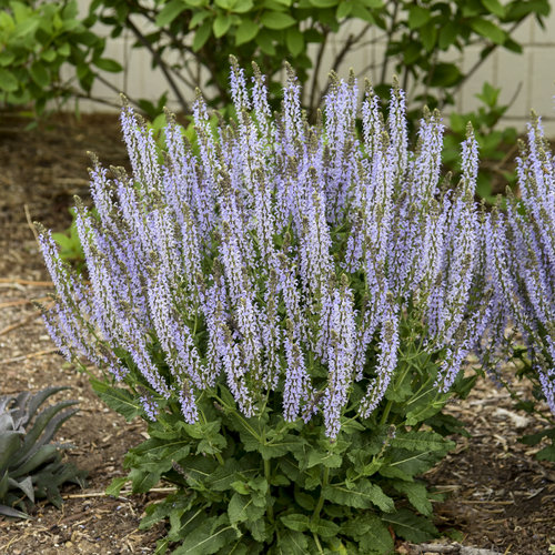 Color Spires® 'Crystal Blue' - Perennial Salvia - Salvia nemorosa