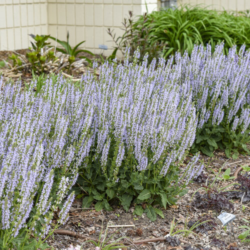 Color Spires® 'Crystal Blue' - Perennial Salvia - Salvia nemorosa