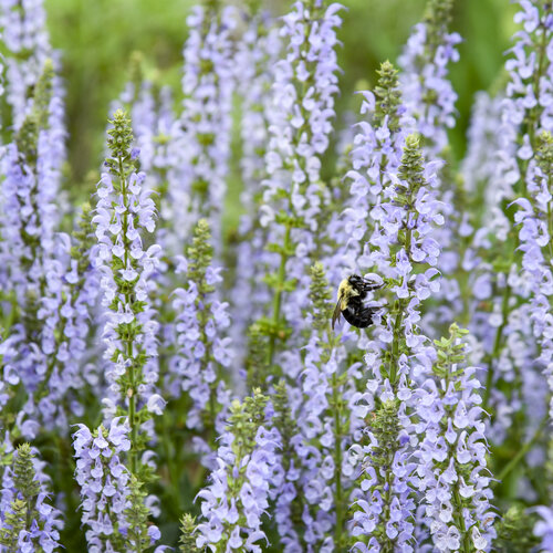 Close-up: Salvia Color Spires Crystal Blue