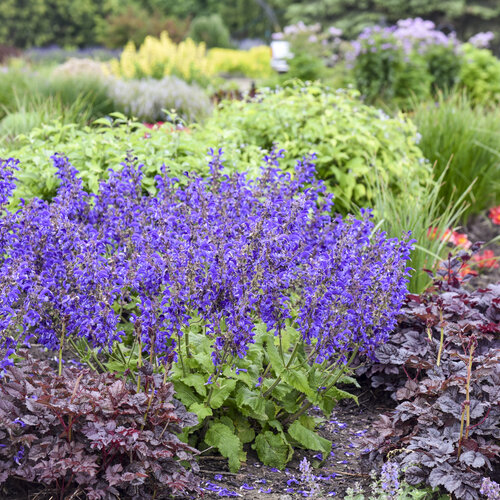 Landscape: Salvia Living Large Dark Sky
